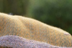 Calluna Moorland Birch Trees: Wrap Database