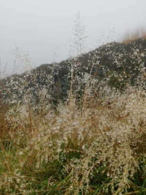 Jen's tattoo inspiration