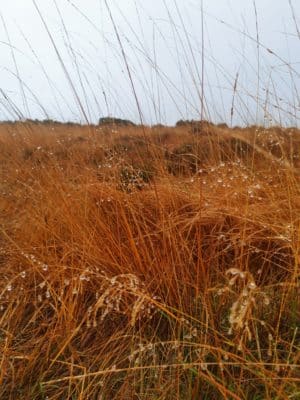 Jen's tattoo inspiration