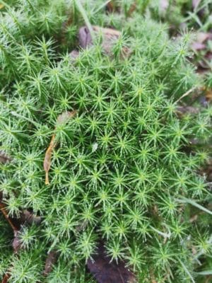 Jen's tattoo inspiration