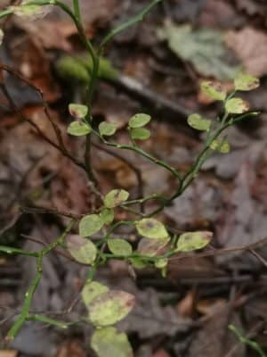 Jen's tattoo inspiration