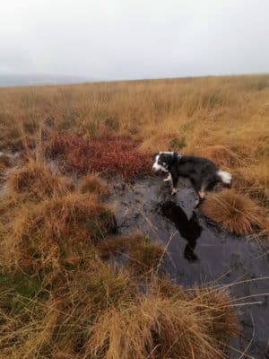 Jen's tattoo inspiration