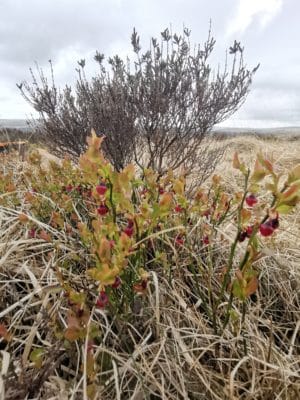 Jen's tattoo inspiration