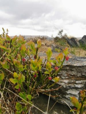 Jen's tattoo inspiration