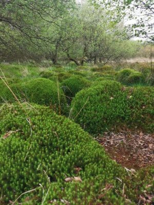 Jen's tattoo inspiration