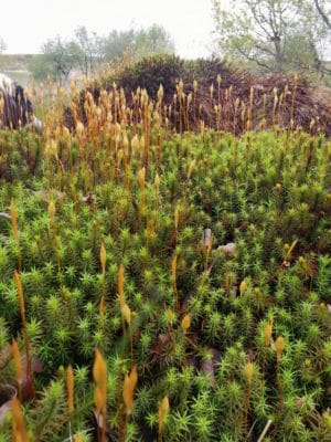 Jen's tattoo inspiration