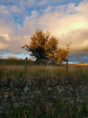 Jen's tattoo inspiration