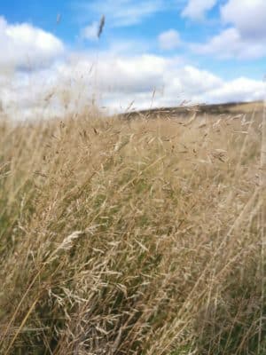 Jen's tattoo inspiration