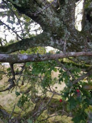 Jen's tattoo inspiration