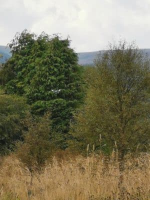 Jen's tattoo inspiration