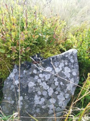 Jen's tattoo inspiration