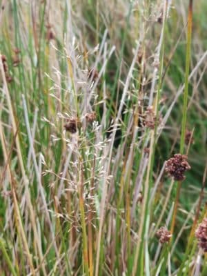 Jen's tattoo inspiration