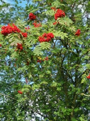 Jen's tattoo inspiration