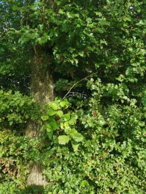 Jen's tattoo inspiration