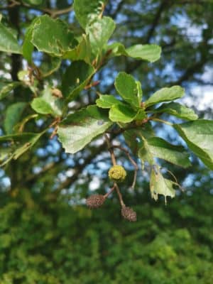 Jen's tattoo inspiration