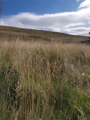 Jen's tattoo inspiration