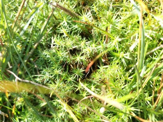 Jen's tattoo inspiration