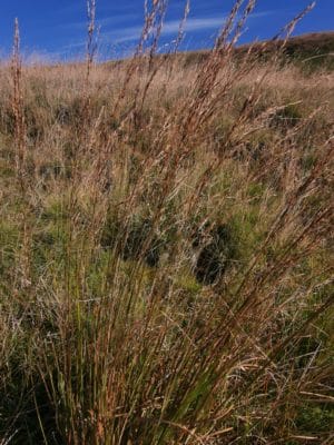 Jen's tattoo inspiration