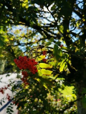 Jen's tattoo inspiration