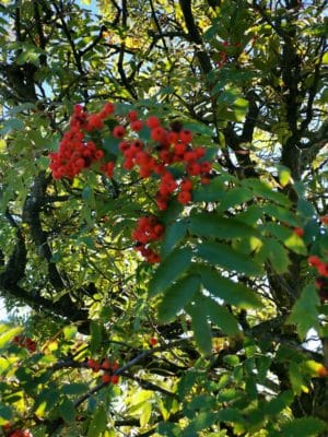 Jen's tattoo inspiration