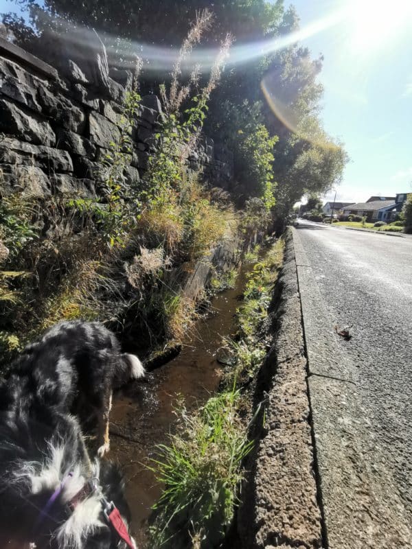 Jen's tattoo inspiration