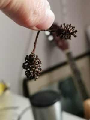 Jen's tattoo inspiration