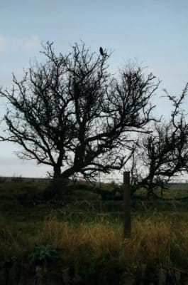 Jen's tattoo inspiration