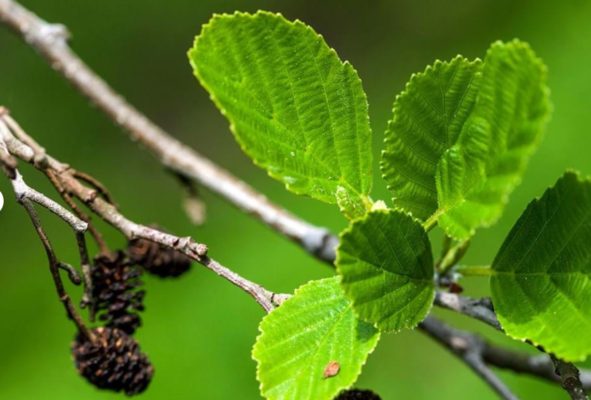 Jen's tattoo inspiration