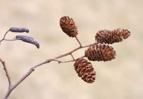 Jen's tattoo inspiration