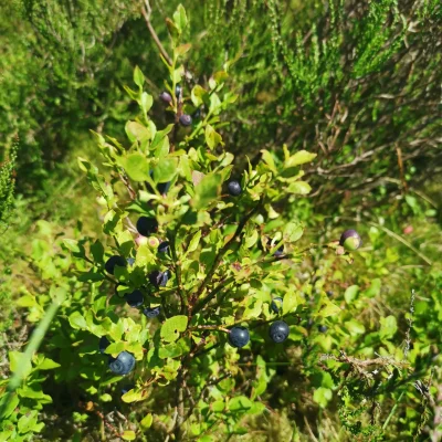 Jen's tattoo inspiration